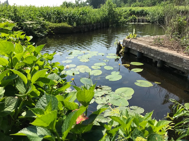 vijver waterlelies beschoeiing natuur bovenlanden aalsmeer