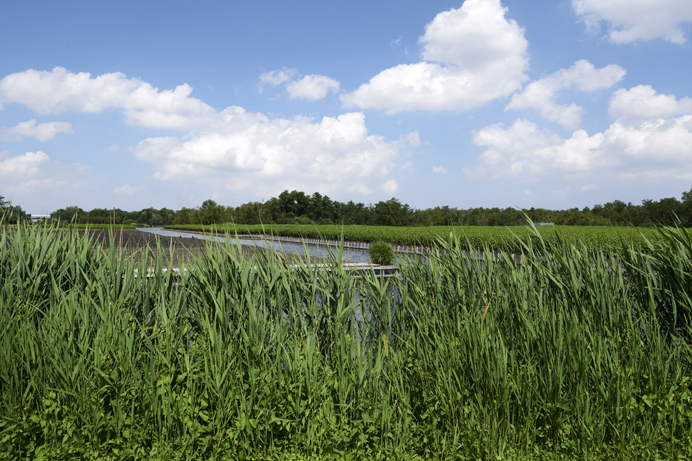 uitzicht bovenlanden oosteinderweg aalsmeer blauwe lucht