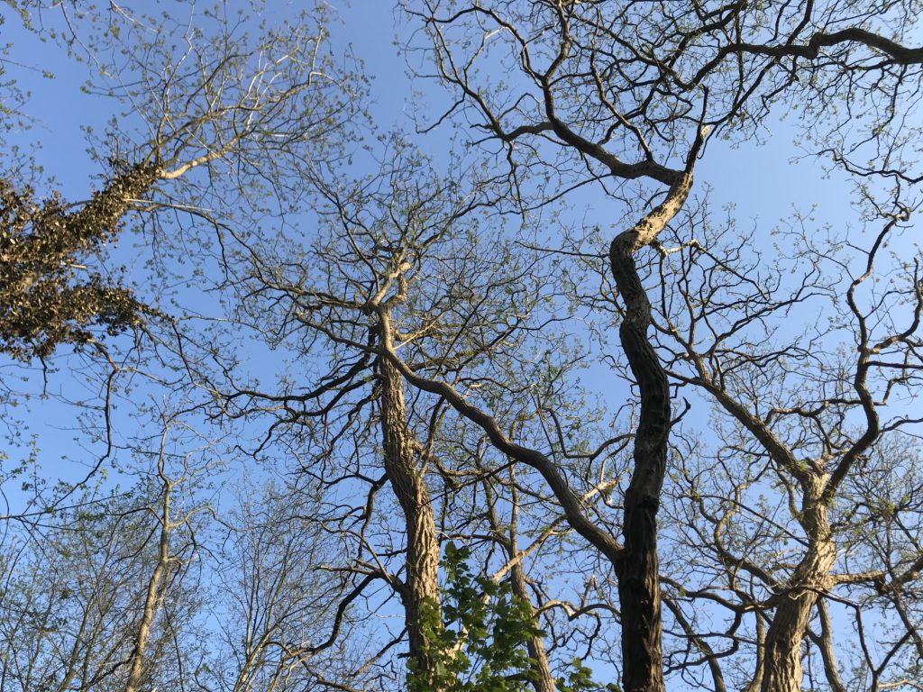 blauwe lucht kale bomen